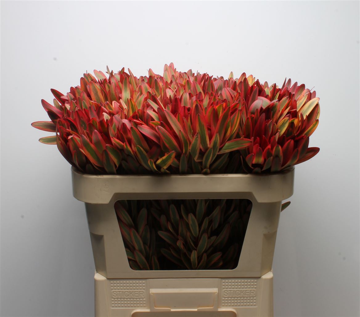 Leucadendron Jester 70cm