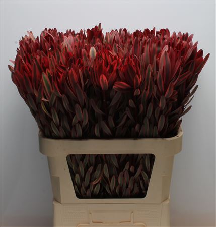 Leucadendron Jester 80cm
