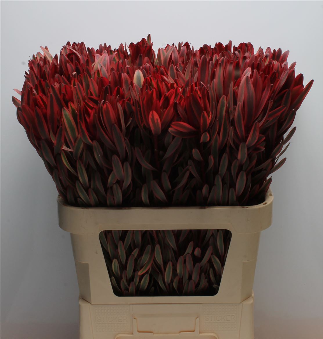 Leucadendron Jester 80cm