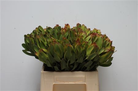 Leucadendron Laurel Ylw 40cm