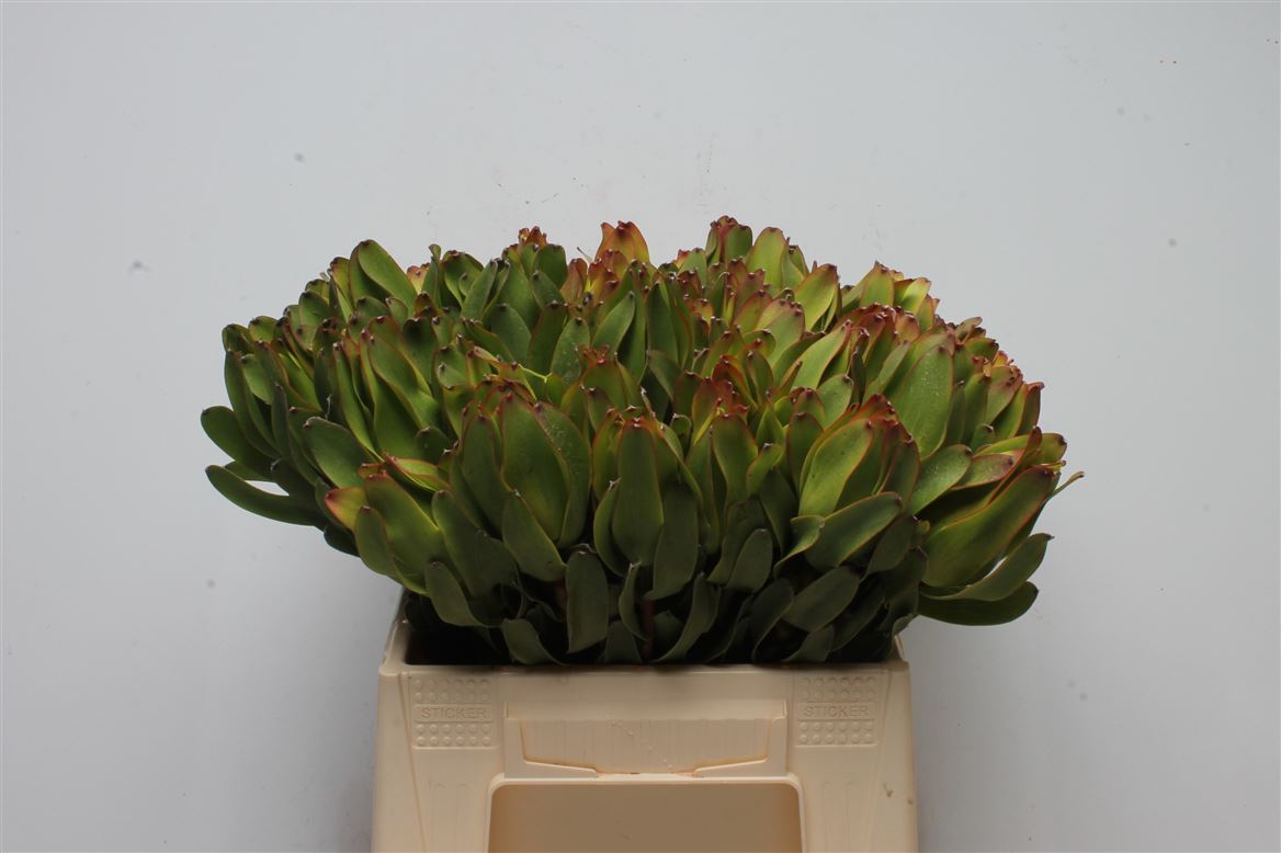 Leucadendron Laurel Yellow 40cm