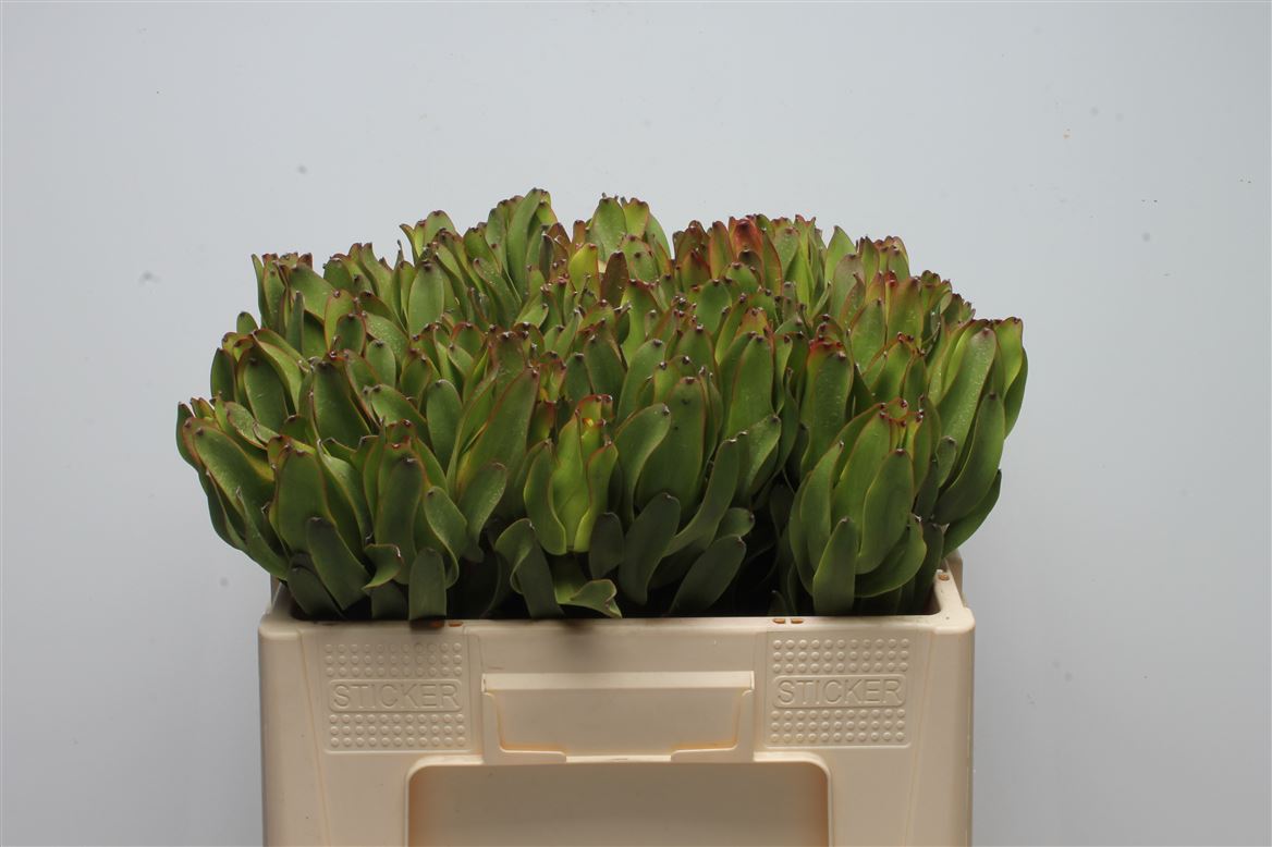 Leucadendron Laurel Yellow 50cm