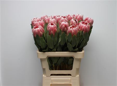 Protea Carnival 60cm