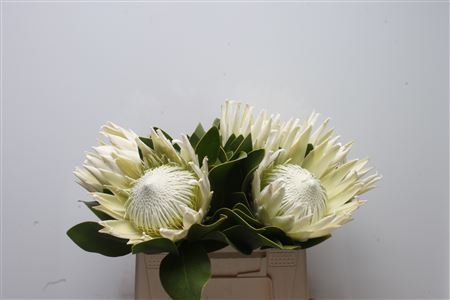 Protea Cy Arctic Ice