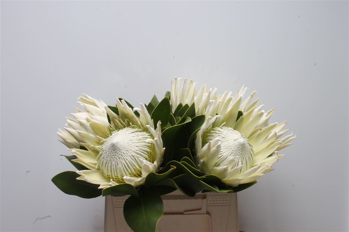 Protea Cynaroides Ayoba Arctic Ice 40cm