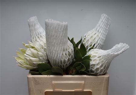 Protea Cy Arctic Ice