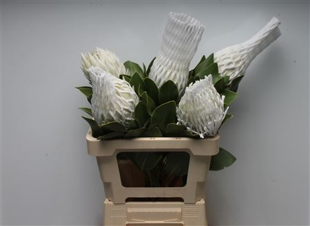 Protea Cy Arctic Ice