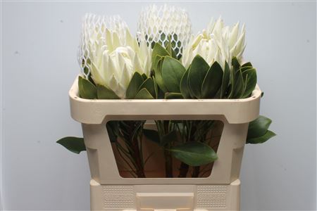 Protea Cy Arctic Ice