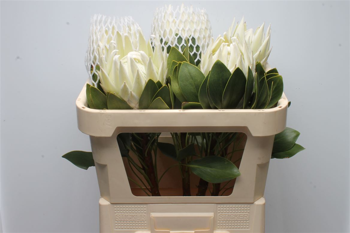 Protea Cynaroides Ayoba Arctic Ice 70cm
