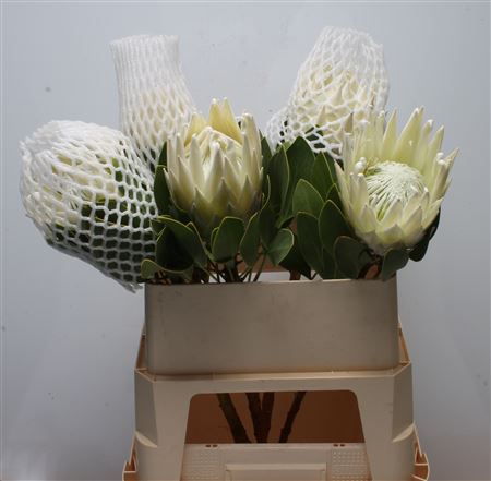 Protea Cy Arctic Ice 80cm