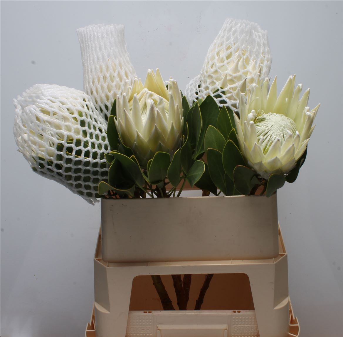Protea Cynaroides Ayoba Arctic Ice 80cm