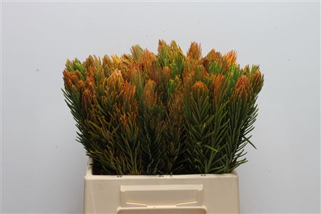 Retzia Capensis 40cm