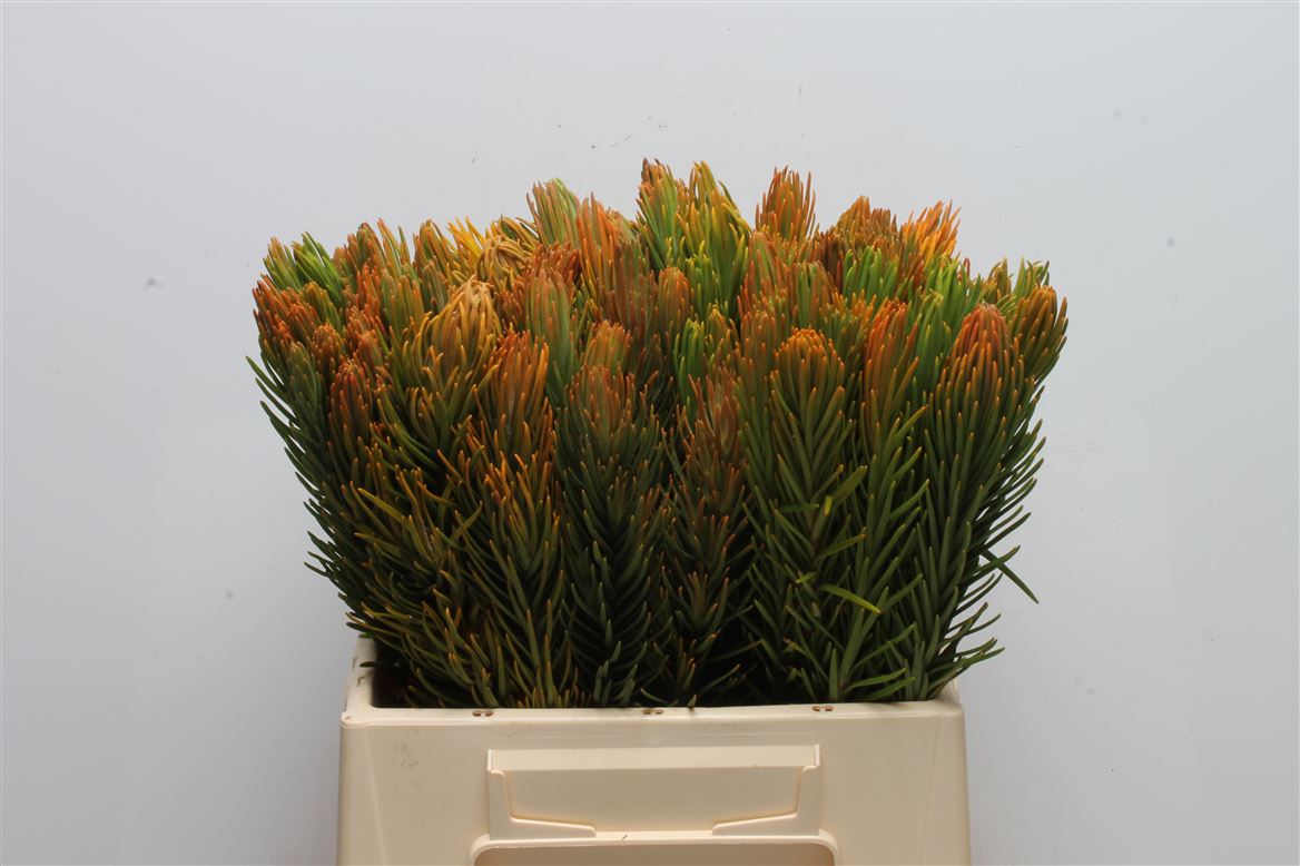 Retzia Capensis 40cm