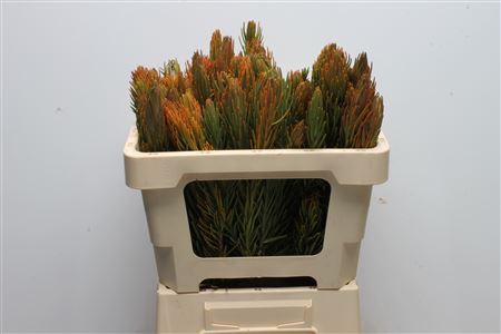 Retzia Capensis 50cm