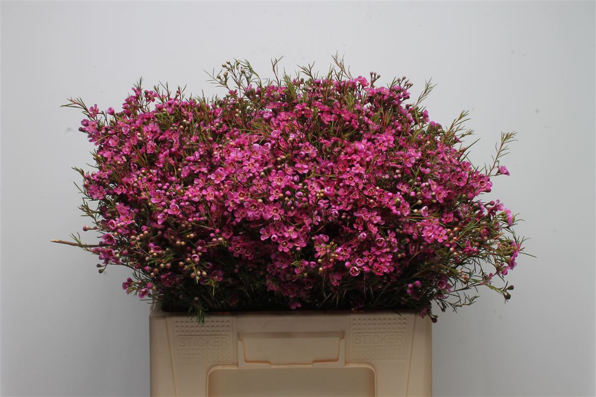 Chamelaucium Eden 55cm 25gr.