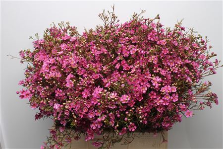 Chamelaucium Eden 60cm 35gram