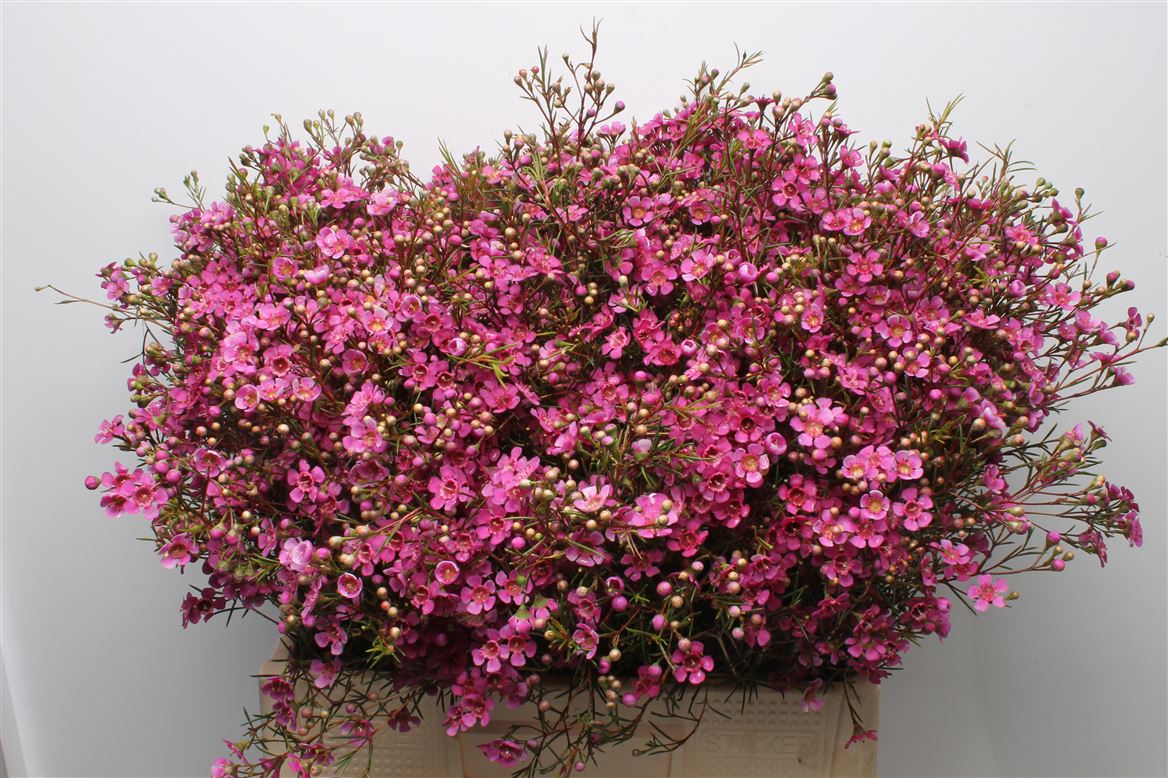 Chamelaucium Eden 60cm 35gr.