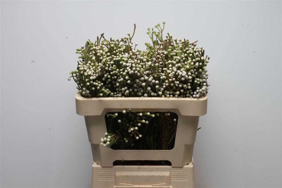 Brunia Noduliflora 50cm