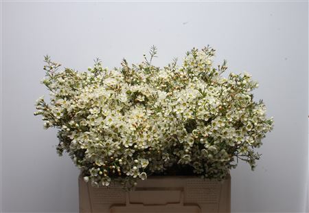 Chame Ivory Pearl