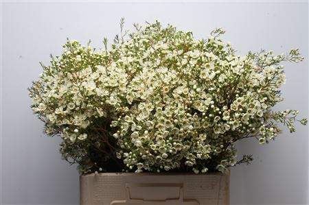 Chame Ivory Pearl