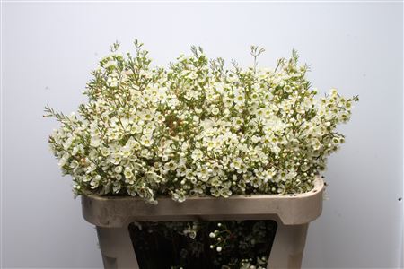 Chame Ivory Pearl