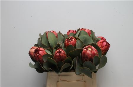Protea Grandiceps