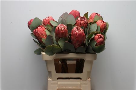 Protea Grandiceps