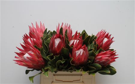 Protea Cy Madiba
