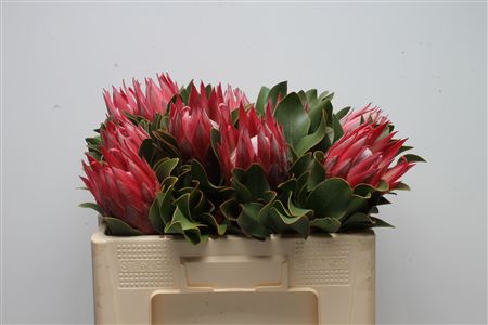 Protea Cy Madiba