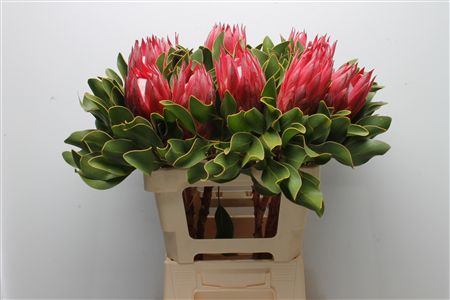 Protea Cy Madiba