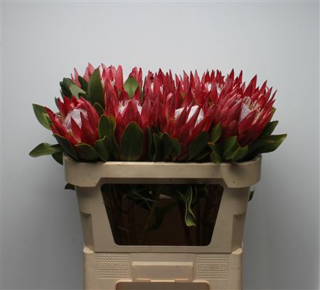 Protea Cy Madiba