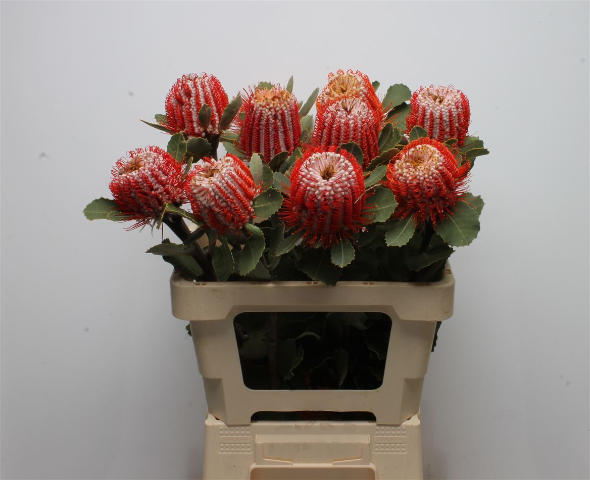 Banksia Coccinea 60cm