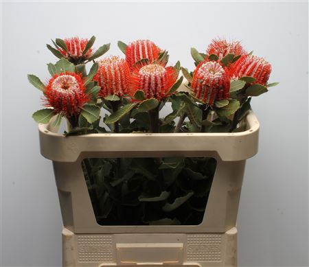 Banksia Coccinea 70cm