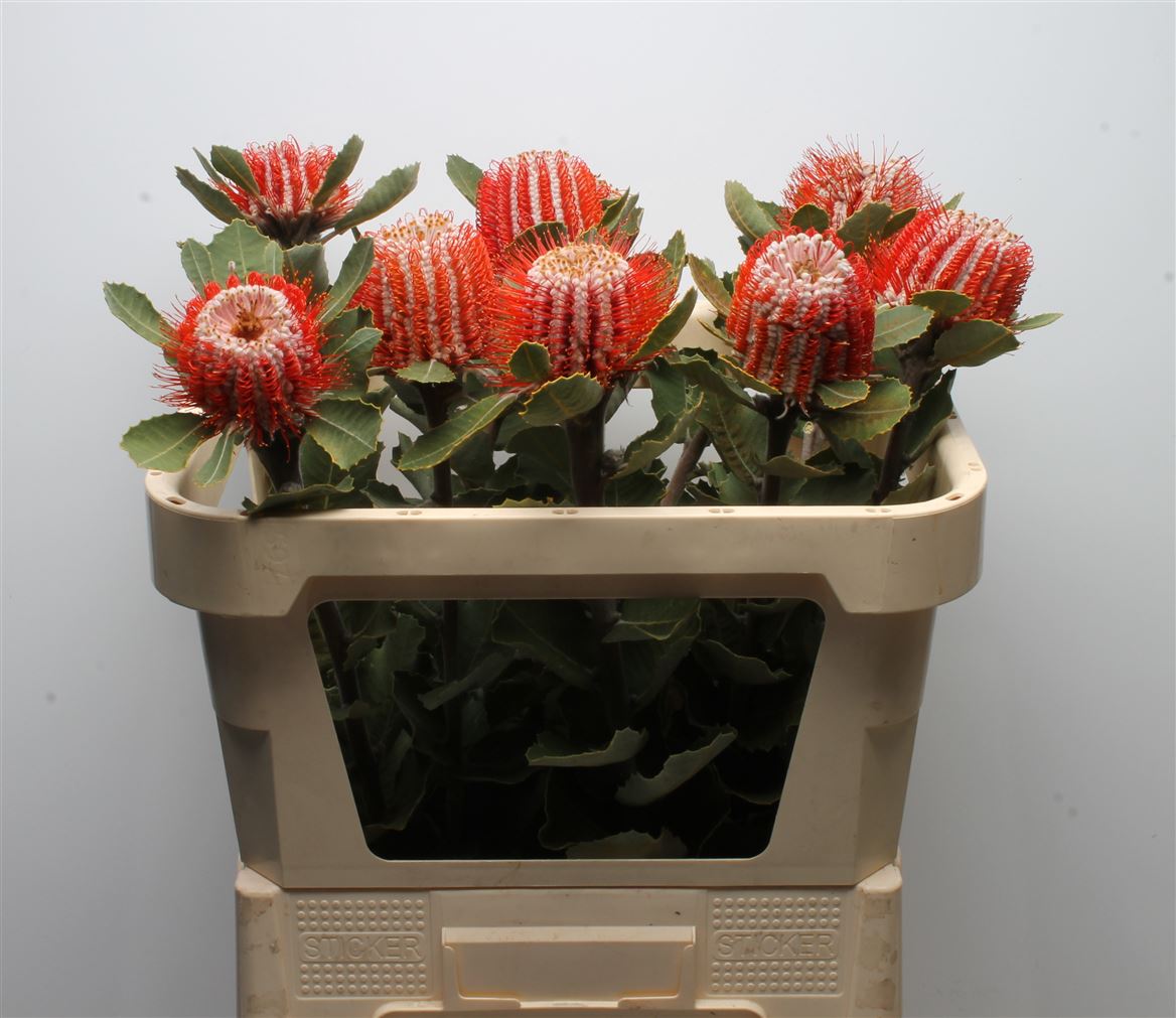 Banksia Coccinea 70cm