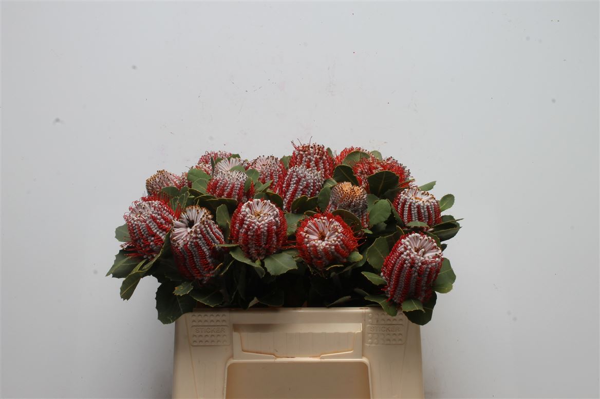 Banksia Coccinea 35cm