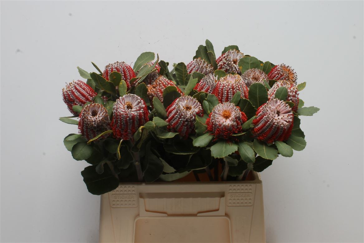 Banksia Coccinea 40cm