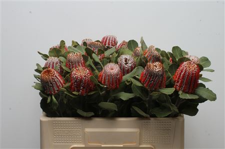 Banksia Coccinea