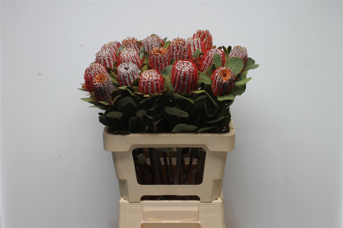Banksia Coccinea 60cm