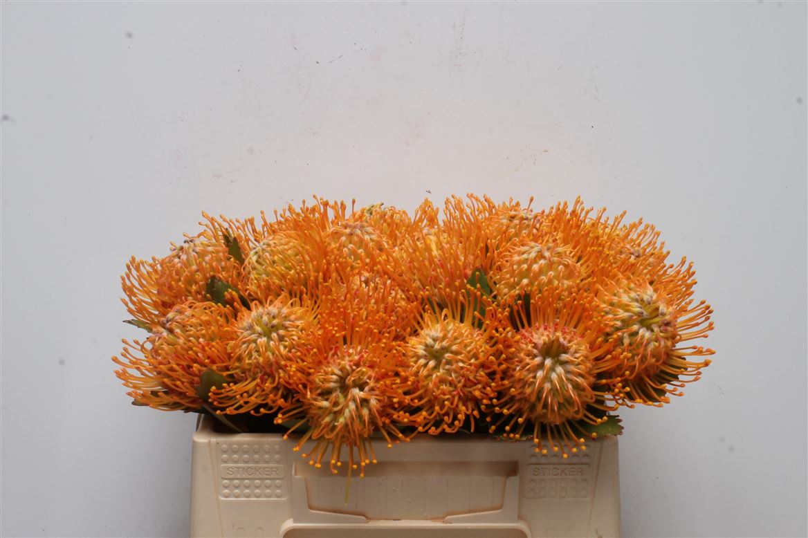 Leucospermum Soleil 30cm