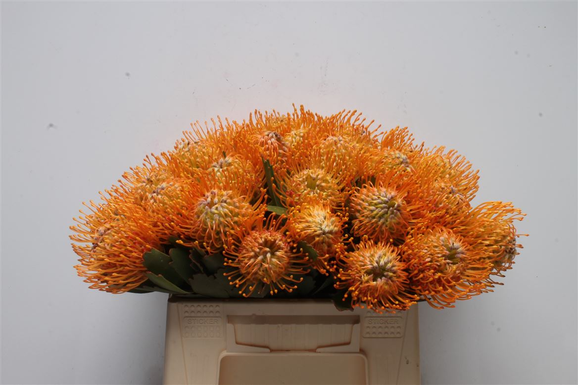 Leucospermum Soleil 35cm