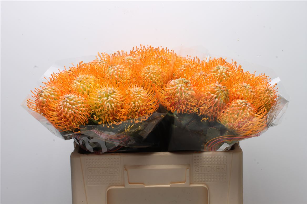 Leucospermum Soleil 50cm
