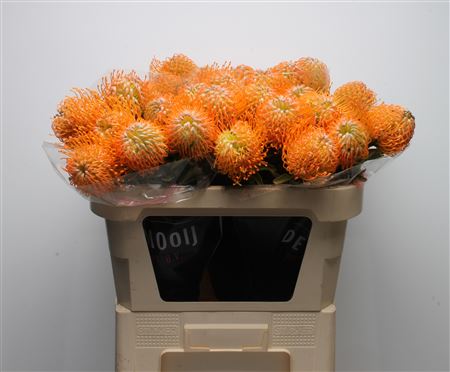 Leuco Soleil