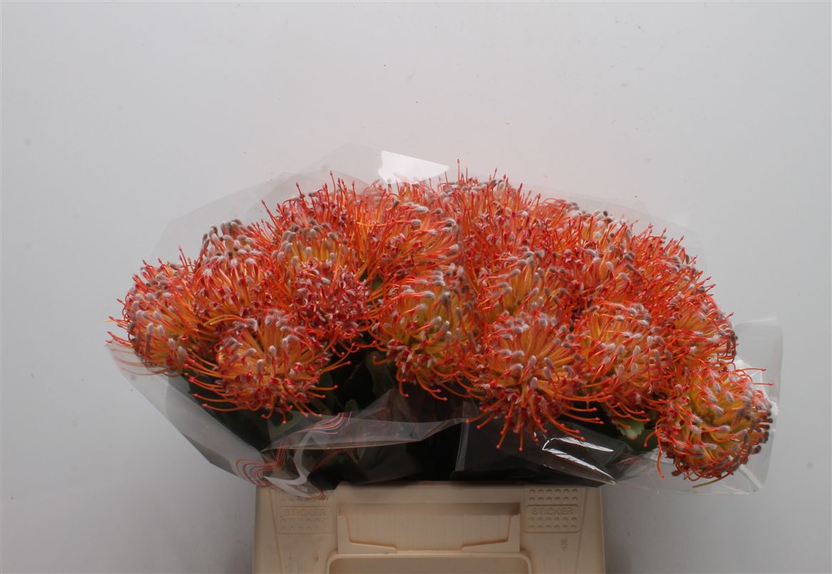 Leucospermum Naomi 40cm