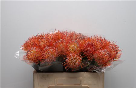Leucospermum Naomi 50cm
