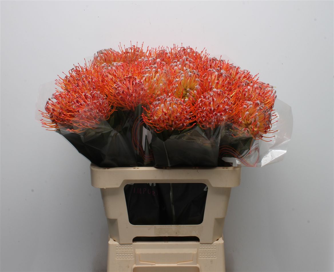 Leucospermum Naomi 60cm