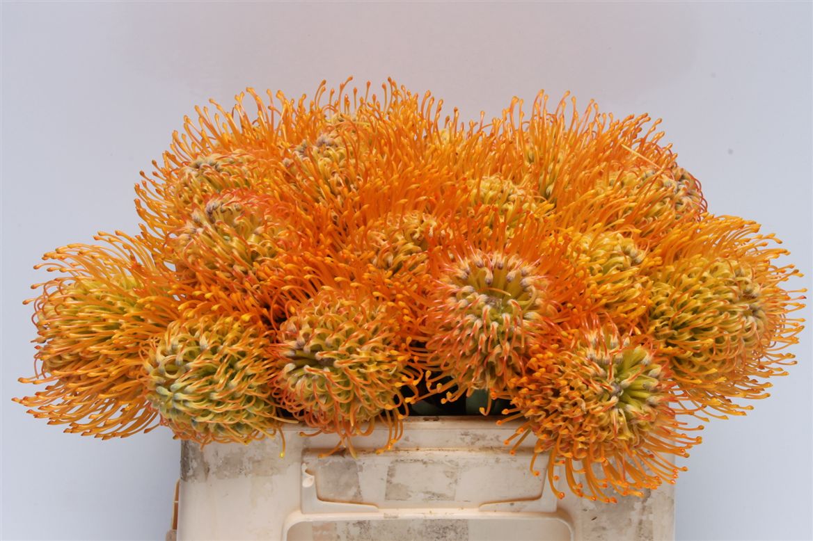 Leucospermum Jelena 30cm