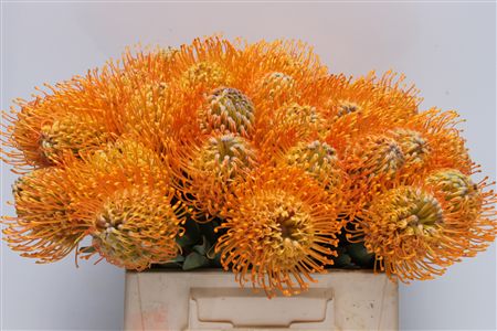 Leucospernum(pins) Jelena 35cm