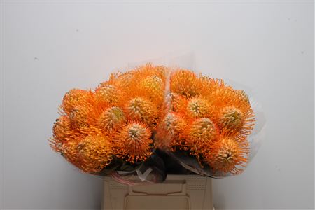 Leucospernum(pins) Jelena 40cm