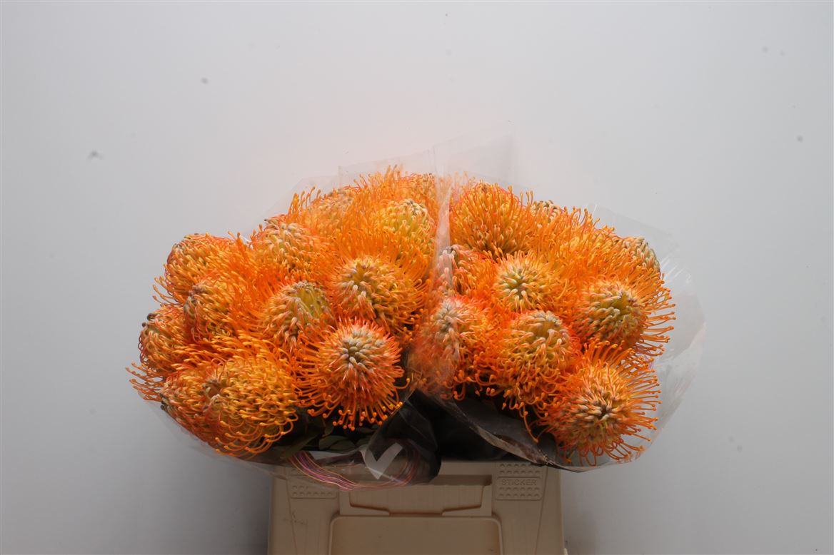 Leucospermum Jelena 40cm