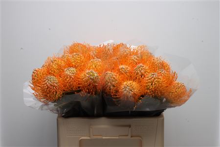 Leucospernum(pins) Jelena 50cm